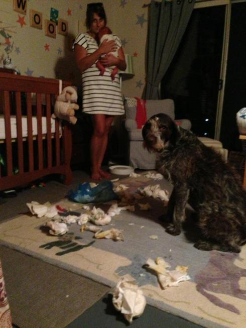 One of your first days home...Macaroni discovered your diaper bag...